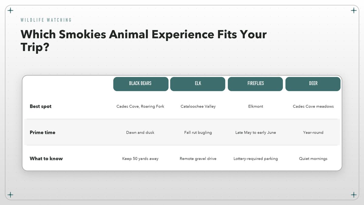 Comparison diagram matching four Smokies wildlife experiences to the best locations and seasons.